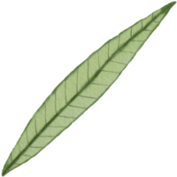 water colour leaf png