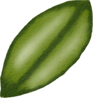 water colour leaf png