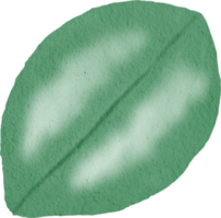 feuille de couleur de l'eau png