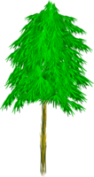 árbol de pino png
