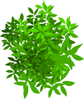 green bush png