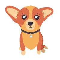 Corgi puppy in a collar on white background. Vector in cartoon style