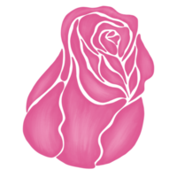 roze roos bloem tekening illustratie png