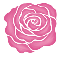 pink rose flower drawing illustration png