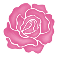 pink rose flower drawing illustration png