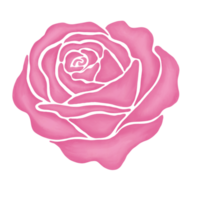 rosa rosa fiore disegno illustrazione png