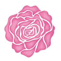 pink rose flower drawing illustration png