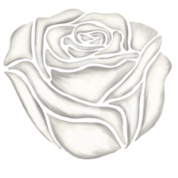 weiße rosenblumenzeichnungsillustration png