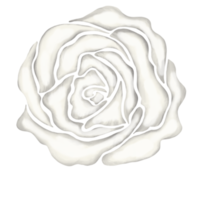 illustration de dessin de fleur rose blanche png