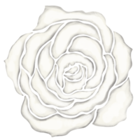 illustration de dessin de fleur rose blanche png