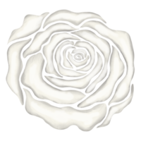 illustration de dessin de fleur rose blanche png