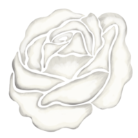 white rose flower drawing illustration png