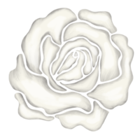 white rose flower drawing illustration png