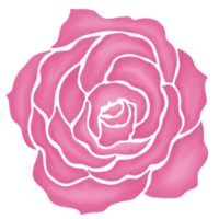 pink rose flower drawing illustration png