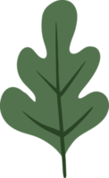 Cute oak leaves Illustration for design element png