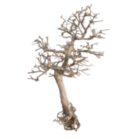 renderização 3d seca de bonsai png