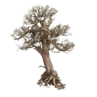 renderização 3d seca de bonsai png