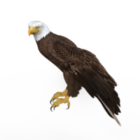 Águila voladora animal renderizado 3d png
