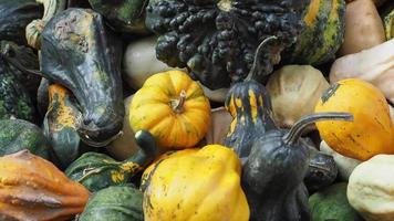 pumpkin vegetables food video