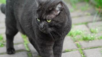 gato negro plegable escocés caminando al aire libre, cerca de la cabaña video