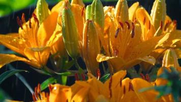 Orange lily flowers under rain close up video