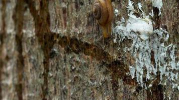 escargot glissant sur le bois. escargots mollusques à coquille rayée marron clair