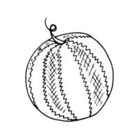 ilustración vectorial dibujada a mano de sandía. minimalismo icono, pegatina, decoración. jugosas frutas frescas comida de verano vector