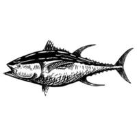 Handdrawn of a Tuna Fish vector