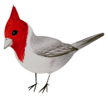 weinig vogel waterverf hand- verf png