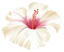 waterverf bloemen botanisch hand- verf png