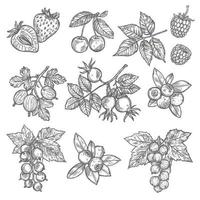 Sketches of garden and wild berries vector