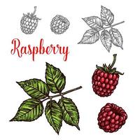 Raspberry fruit sketch of red berry and green leaf vector