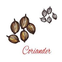 Coriander seed sketch of cilantro spice design vector