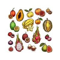 Set of ripe exotic fruits vector