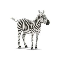 Zebra vector sketch exotic animal icon