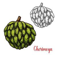 Cherimoya, custard apple sketch of tropical fruit vector