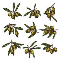 Olive branch with green fruit and leaf sketch vector