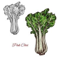 Pak choi salad vector sketch vegetable icon