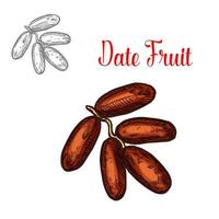Dates vector sketch tropical fruit