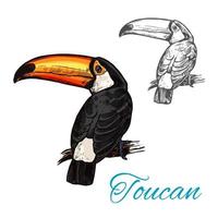 Toucan tropical bird sitting on branch sketch vector