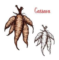 Cassava vector sketch of tropical plant tuber