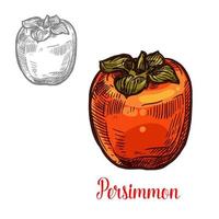 Persimmon fruit sketch of exotic asian berry vector