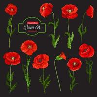 Poppy flower icon of red wildflower and green leaf vector