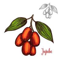 Jujube vector sketch fruit berry icon