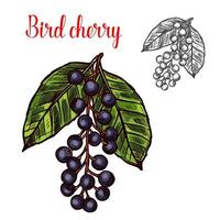 Bird cherry vector sketch fruit berry icon