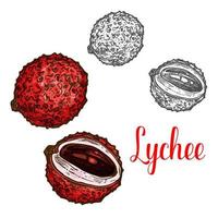 Lychee fruit sketch of exotic tropical litchi vector