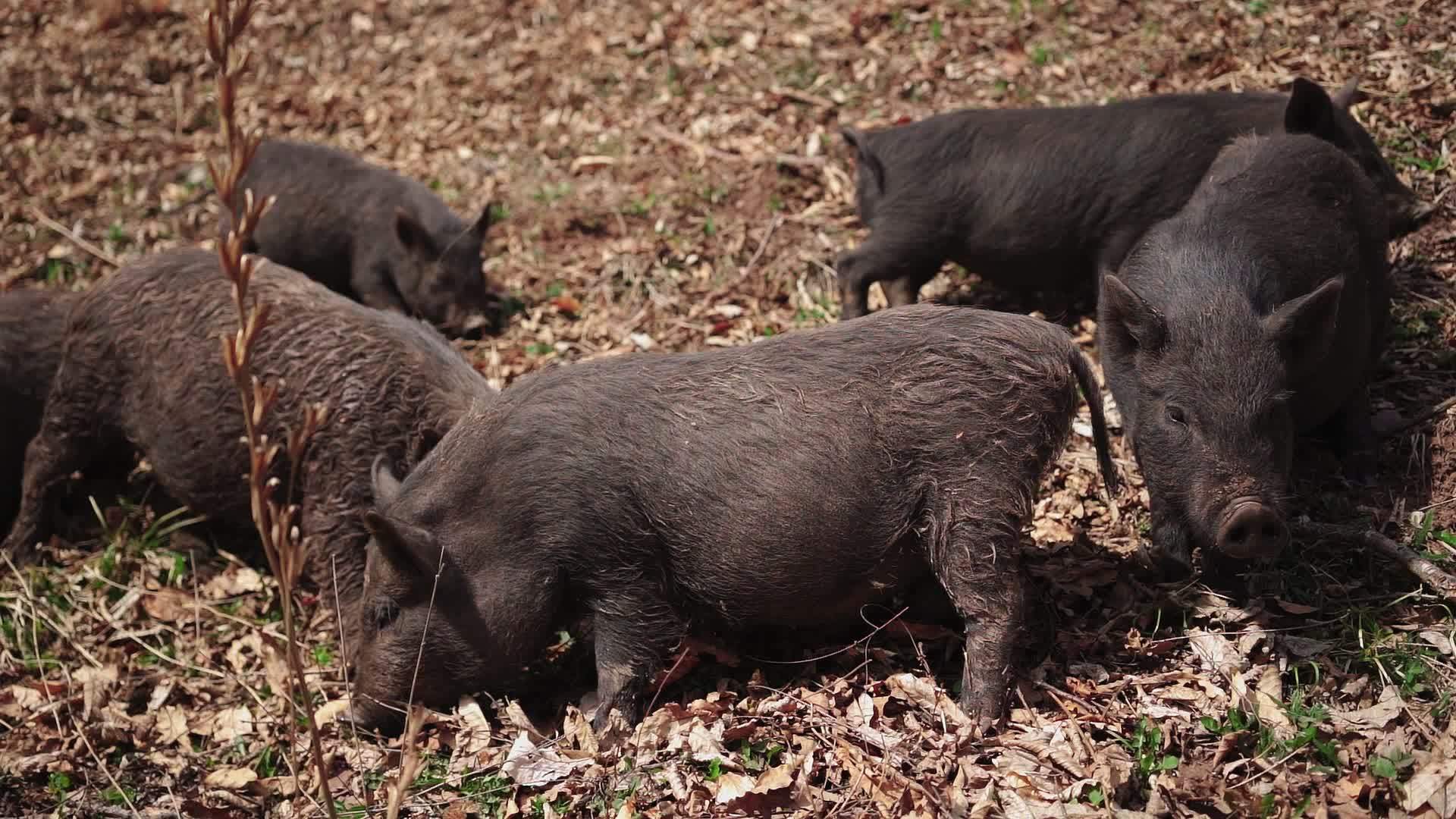 Hog Stock Video Footage for Free Download Hog Stock Video Footage for Free Download