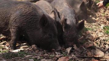 Herd of wild pigs looking for food. Slow motion. video