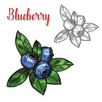 Blueberry vector sketch fruit berry icon