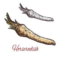 Horseradish vegetable root sketch for spice design vector